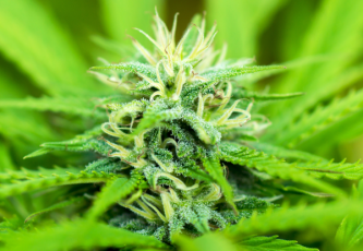 Black Jack - eine hybride Cannabissorte mit hohem THC-Gehalt und ausgeprägtem Aroma