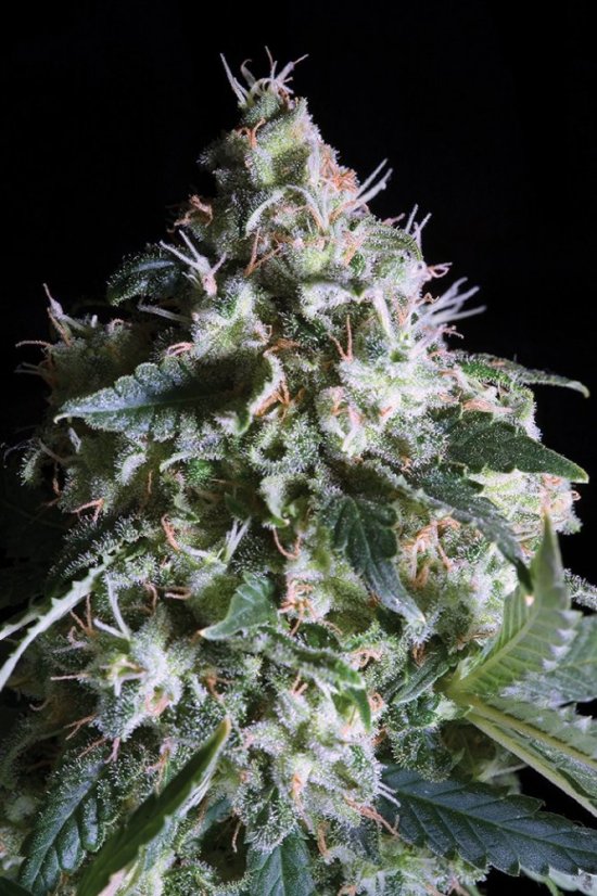 Jacky White - feminisierte Samen 5 Stück Paradise Seeds