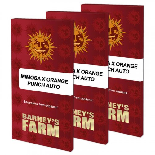 Mimosa X Orange Punch Auto - autoflowering Samen 10 Stück Barney's Farm