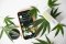 Development and Future of CBD in the International Market