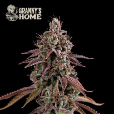 Seedstockers Granny's Home feminisierte Hanfsamen