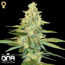 Cannalope Kush - 3 ks feminizovaných semínek DNA Genetics