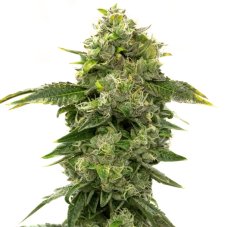 Blimburn Seeds Alien OG feminizované semená