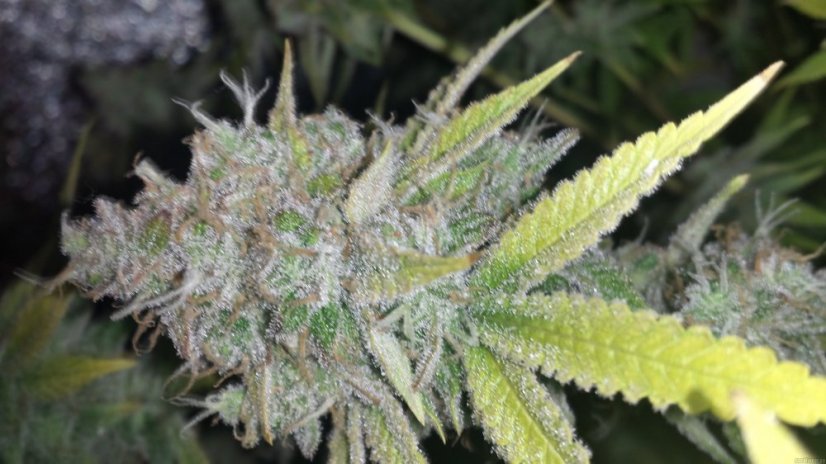 Purple Trainwreck - feminizovaná semína 3ks Humboldt