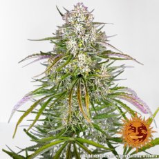 Wedding Cake Auto - feminized seeds 10 pcs, Barney´s Farm