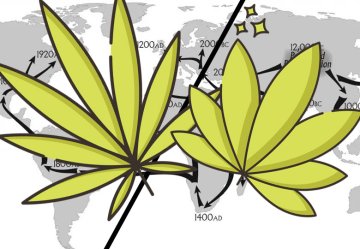 Indica vs. Sativa: pochodzenie, zastosowanie i efekty