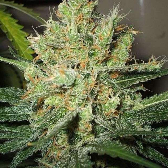 Pure Power Plant - PPP - feminizované semena marihuany 5 ks Nirvana Seeds