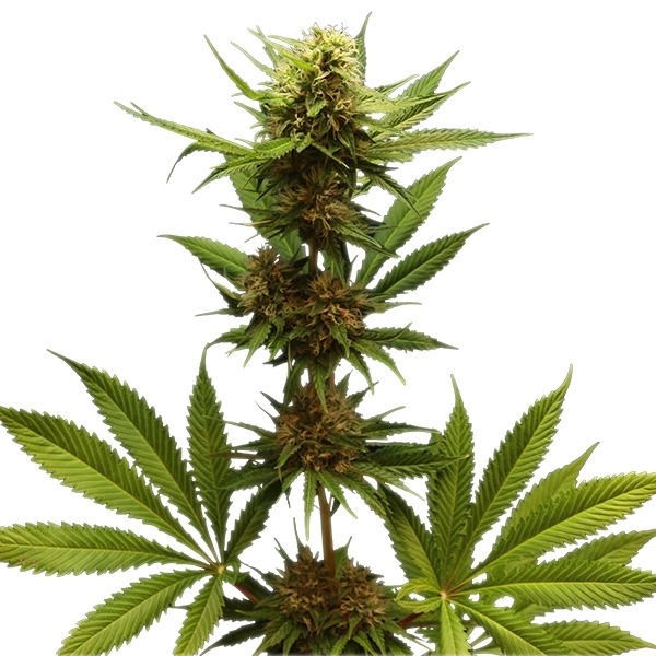 Northern Light - feminizovaná semínka 10 ks Royal Queen Seeds