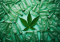 From Seed to Sustainable Plastic: What is Hemp Plastic Used For?