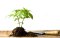 Hemp stalks, leaves, roots, and soil: How to use them after harvest?