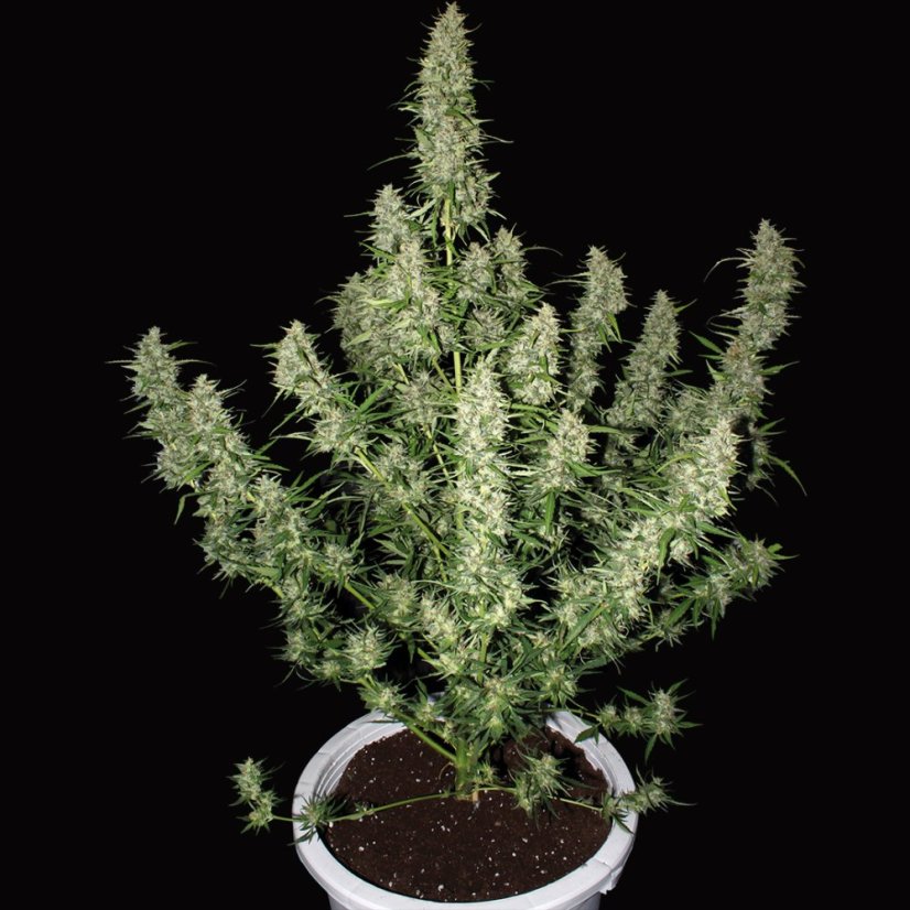 Magnum auto - feminizovaná semínka, 3 ks, Buddha Seeds