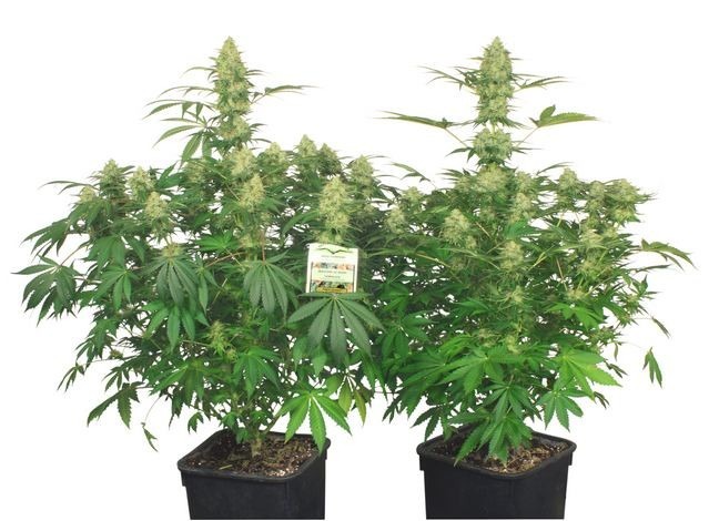 Night Queen  – feminizovaná semínka 5 ks Dutch Passion