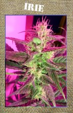 French Touch Seeds Irie regulérní semena
