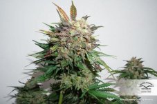 Auto Glueberry OG® - 3 przepustki Dutch Passion Seeds