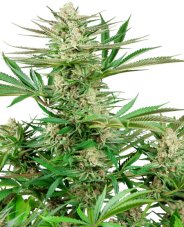 Malibu OG Gold - feminisierte Hanfsamen 10 Stück, Sensi Seeds