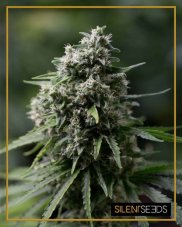 Critical + 2.0 - autoflowering semena 10ks, Silent Seeds