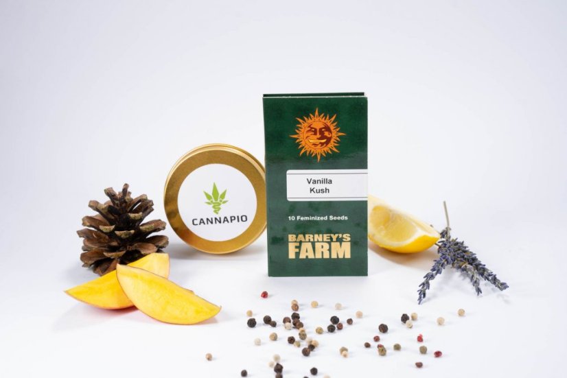 Vanilla Kush – feminizované semienka 10 ks Barney's Farm