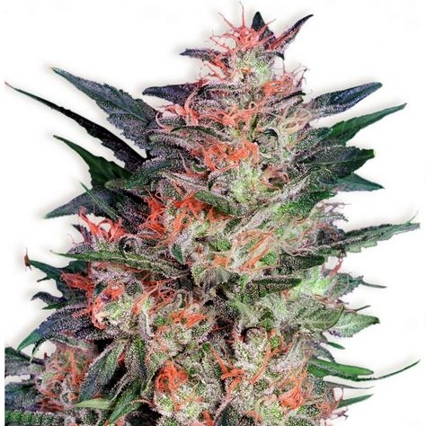 White Widow - feminizovaná semínka 5 ks Dutch Passion