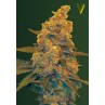 Victory Seeds Blow Dream Auto feminizovaná semena