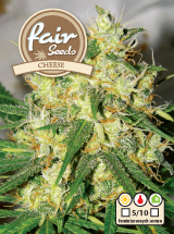 Cheese - feminized Seeds 10 pcs Fair Seeds