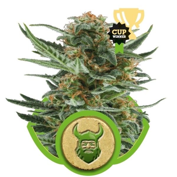 Royal Dwarf - fem. i 5ks Royal Queen Seeds