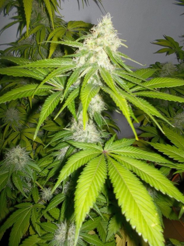 Sour Diesel - feminizovaná semínka 5ks Royal Queen Seeds