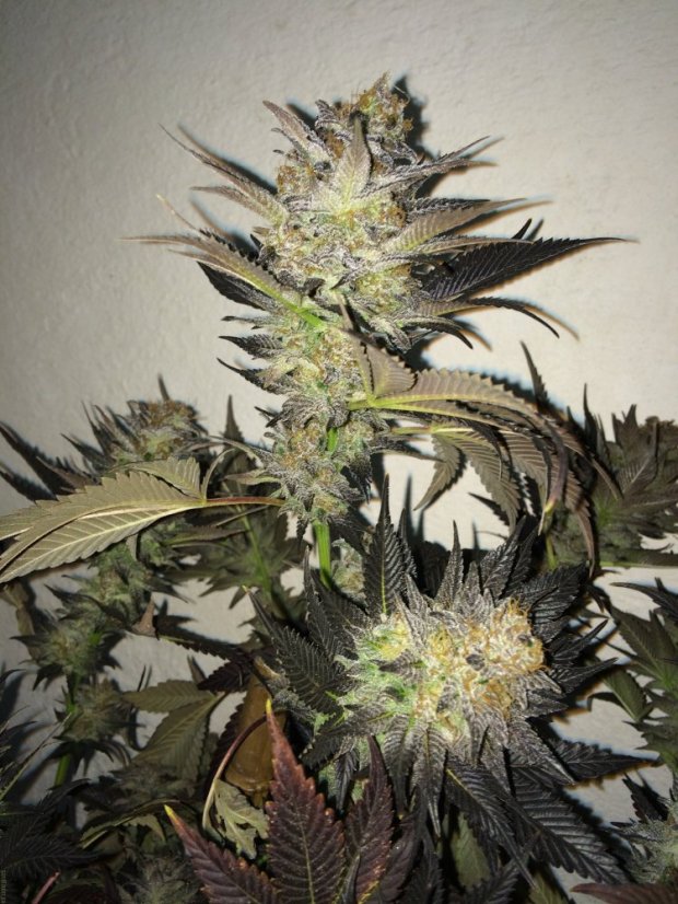 Blue Velvet® - feminizovaná semínka 3ks Dutch Passion
