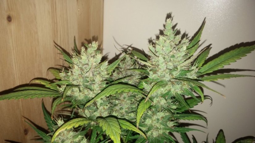 Dark Devil Auto - fem. a autoflowering semienka 10ks Sweet Seeds
