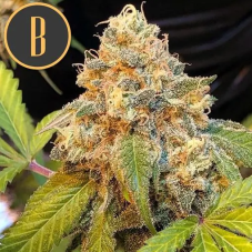 Blimburn Seeds Chocolopez feminizované semená, 9 ks