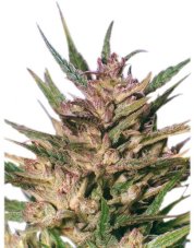 Passion 1 - feminized 3pcs Dutch Passion seeds