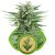 Easy Bud - fem. i 3 nasiona Royal Queen Seeds