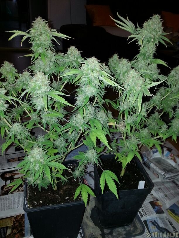 Dutch Dragon - 3 ks feminizované semínka Paradise Seeds