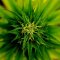 10 Facts About THC That You May Not Have Known
