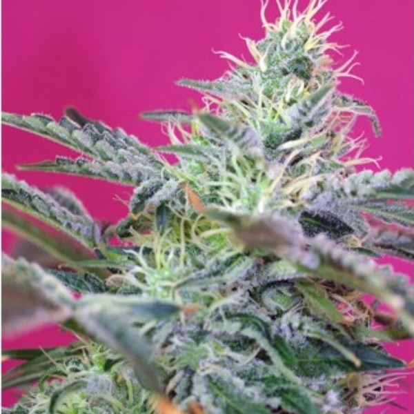 Sweet Cheese Fast Version - feminizovaná semena 3 ks Sweet Seeds