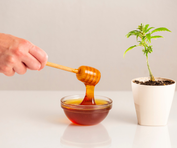 Hemp honey