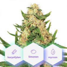 Banana OG Kush - feminizované semienka 5 ks Cannapio