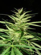 Master Kush x Afghan Haze 18 ks štandardizovaná semienka Mr. Nice