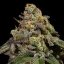 OMG - feminized seeds, 3 pcs, Ripper Seeds