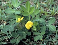 Arašidy - Arašidy (rastlina: Arachis hypogaea) 2 semená