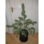 White Widow Automatic - feminized And autoflowering seeds 3 pcs Royal Queen Seeds