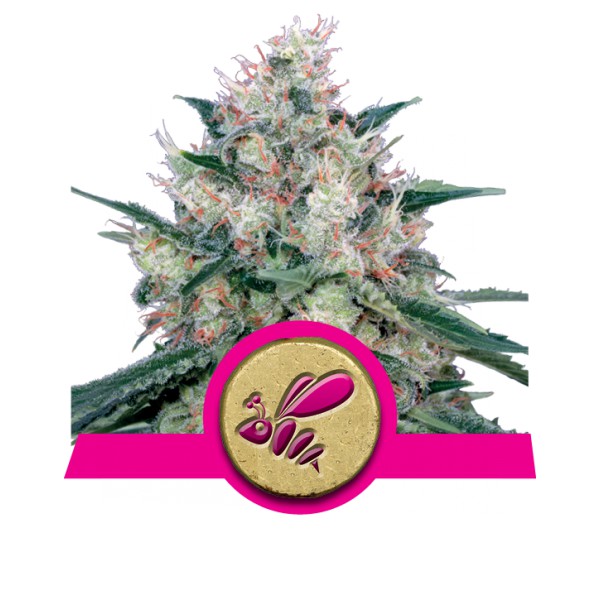 Honey Cream (Fast Flowering) - feminizované semienka 5ks Royal Queen Seeds