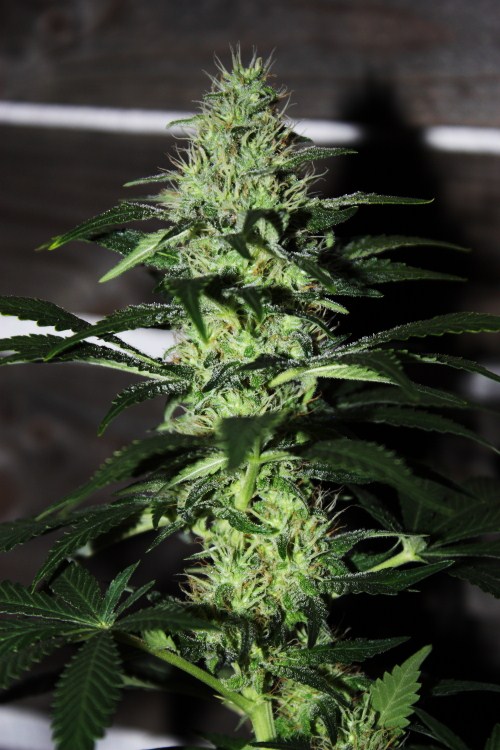 Moham Ram – feminizované semienka 10 ks Sweet Seeds