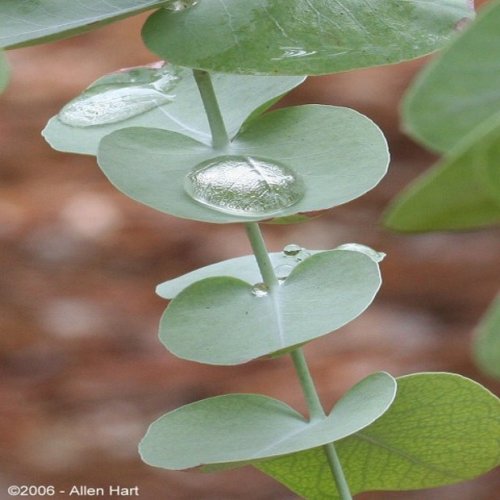 Eukalyptus Guni (rastlina: eucalyptus gunnii) - semená- 12 ks *