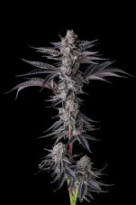 Paradise Seeds x Compound Genetics New Money feminisierte Samen, 7 Stk.