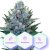 Special Medic CBD - 3pcs Cannapio feminized seeds