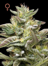 Humboldt Seed Company Donutz Triploid feminisierte Samen