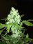 Pineapple Chunk – feminizované semienka 10 ks Barney's Farm