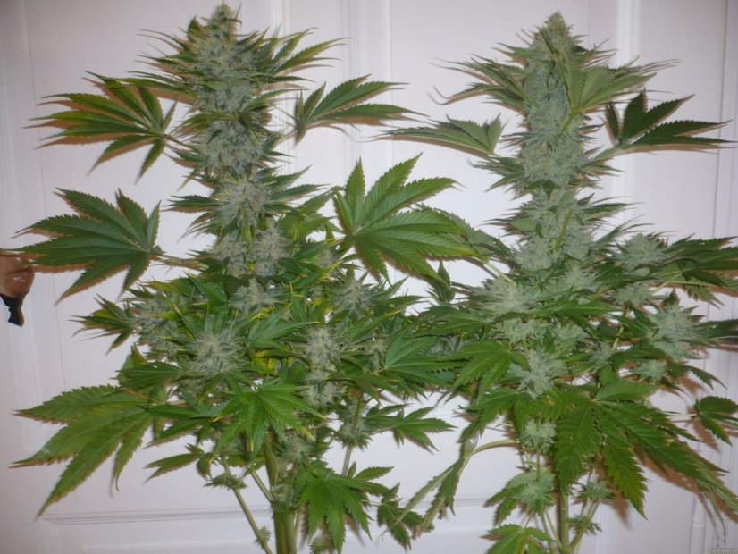 Northern Lights - semínka 10 ks standardizovaná Sensi Seeds