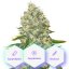 Sleep - semillas autoflorecientes 10 uds Cannapio Premium