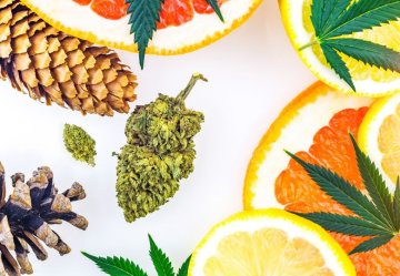 Come Aumentare il Contenuto di Terpeni nella Cannabis